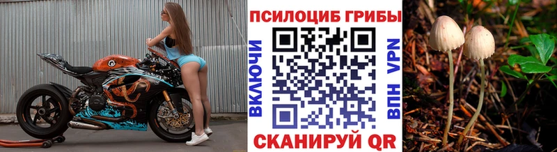 Псилоцибиновые грибы Psilocybine cubensis Камышин